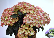 De Hi Moon van HiBreeding is genomineerd voor de Glazentulp en staat op dit moment in de semi finale. Het is een noviteit van de veredelaar en valt op door zijn donkerblad en onderscheidende kleur.